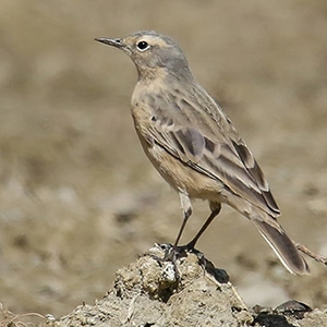 Water Pipit